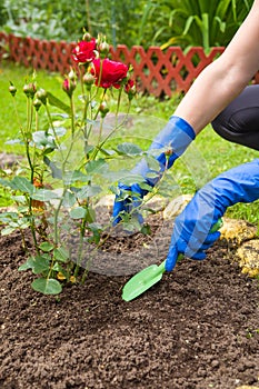 Gardeners hands in gloves planting red roses in the ground in summer garden, vertical