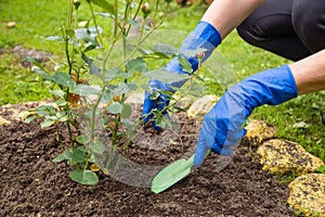 Gardeners hands in gloves planting roses in the ground in summer garden