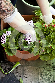 Gardeners hands planting flowers at back yard