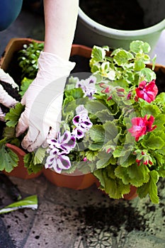 Gardeners hands planting flowers at back yard