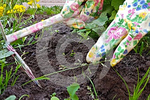 Gardeners hands planting flowers at back yard