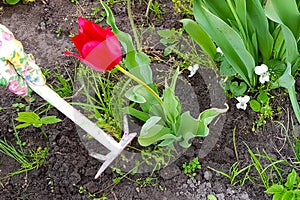 Gardeners hands planting flowers at back yard