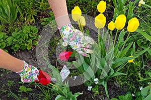 Gardeners hands planting flowers at back yard