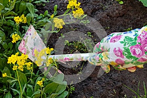 Gardeners hands planting flowers at back yard