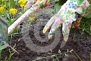 Gardeners hands planting flowers at back yard