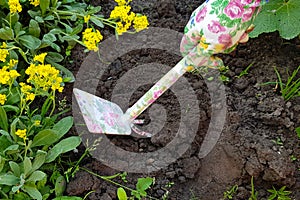 Gardeners hands planting flowers at back yard