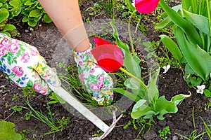 Gardeners hands planting flowers at back yard