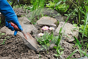 Gardeners hands planting flowers at back yard