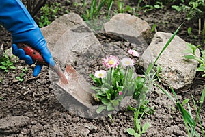 Gardeners hands planting flowers at back yard