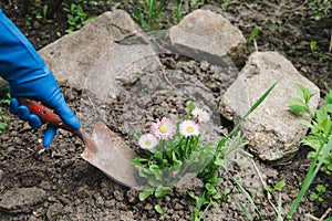 Gardeners hands planting flowers at back yard