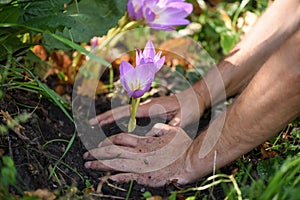 Gardeners hands planting flowers (Colchicum autumnale) in a garden