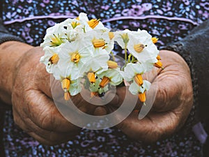 Gardeners hands planting flowers. Hand holding small flower in the garden. Hand holding  potato flowers.