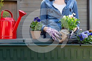 Gardeners hands planting flowers in pot with dirt or soil in container on terrace balcony garden. Gardening concept