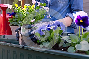 Gardeners hands planting flowers in pot with dirt or soil in container on terrace balcony garden. Gardening concept