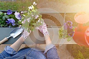 Gardeners hands planting flowers in pot with dirt or soil in container on terrace balcony garden. Gardening concept