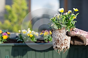 Gardeners hands planting flowers in pot with dirt or soil in container on terrace balcony garden. Gardening concept