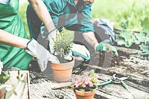 Gardeners hands putting plants inside pots - Happy young people at work in community greenhouse garden - Green lifestyle and