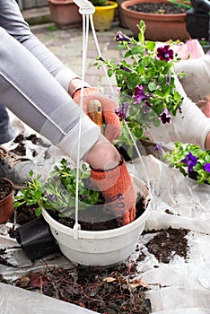 Gardeners in hands transplant flowers in a hanging pot in the garden. Work in an artificial garden in your yard
