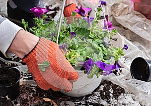 Gardeners in hands transplant flowers in a hanging pot in the garden. Work in an artificial garden in your yard