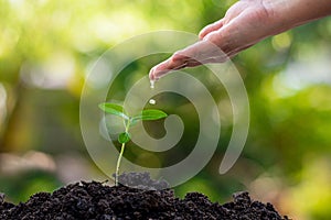 Gardeners` hands are watering growing plants on fertile soil in the garden