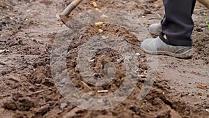 Gardeners hoed hiller potatoes planted in the ground in the spring