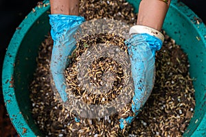 Gardeners mix Rice husk, soil, sand, Perlite and manure for for preparation of planting. Composting and gardening concept