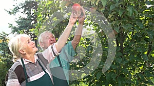 Gardeners near apple tree smiling.