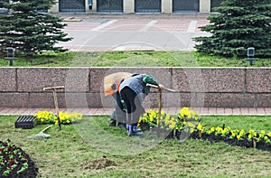 The gardeners planting flowers.