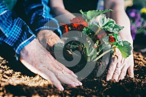 Gardeners planting red flowe on the soil.