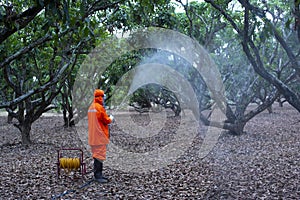 Gardeners spray pesticides And fertilizer In the orchard With high pressure pump