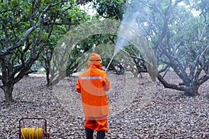 Gardeners spray pesticides And fertilizer In the orchard With high pressure pump