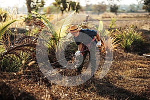 Gardeners use a hoe to remove weeds and dig trenches for farming