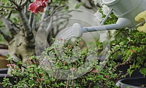 Gardeners watering plant in garden. Home garden concept