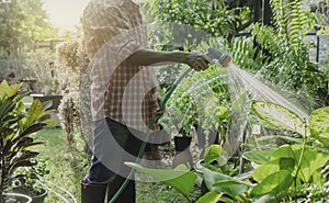 Gardeners watering plant in garden. Home garden concept