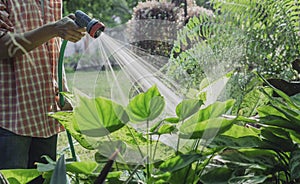 Gardeners watering plant in garden. Home garden concept