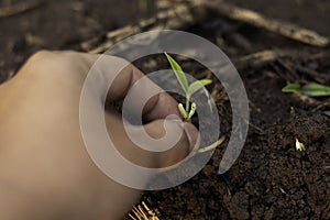 Gardeners are withdrawing bean plants