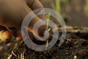 Gardeners are withdrawing bean plants