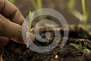 Gardeners are withdrawing bean plants