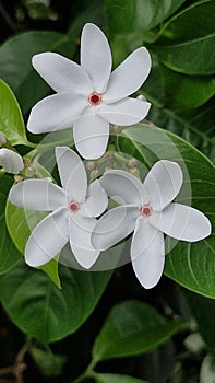 Gardenflower white gardening