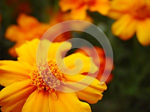 Gardenflowers photo