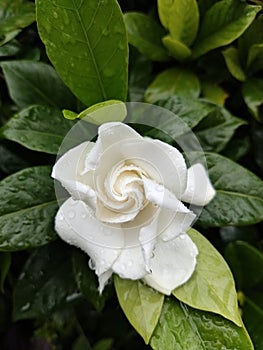Gardeni flower Cape jasmine flower white flower beautiy flower