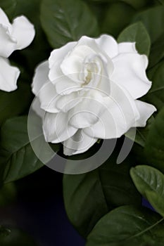 Gardenia