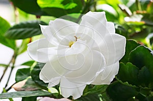 Gardenia