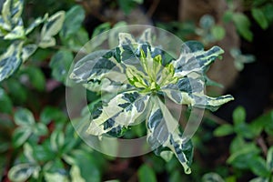 Gardenia augusta plant, White cape Jasmine with spotted leaves, shiny green leaves and heavily fragrant flower, Variegated Plants