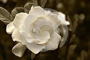 Gardenia Bloom