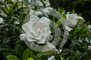 Gardenia Bloom With Multi Color Green Leaves All Around