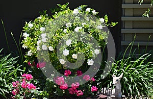 Gardenia bush in full bloom.