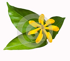 Gardenia carinata wallich flower with leaf