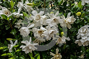 Gardenia Cover the Bush in front of a southern house