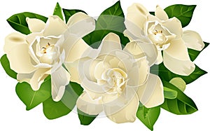 Gardenia Floral Grouping photo